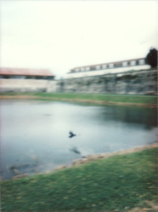 A bird skimming low over a still pond on a misty grey day